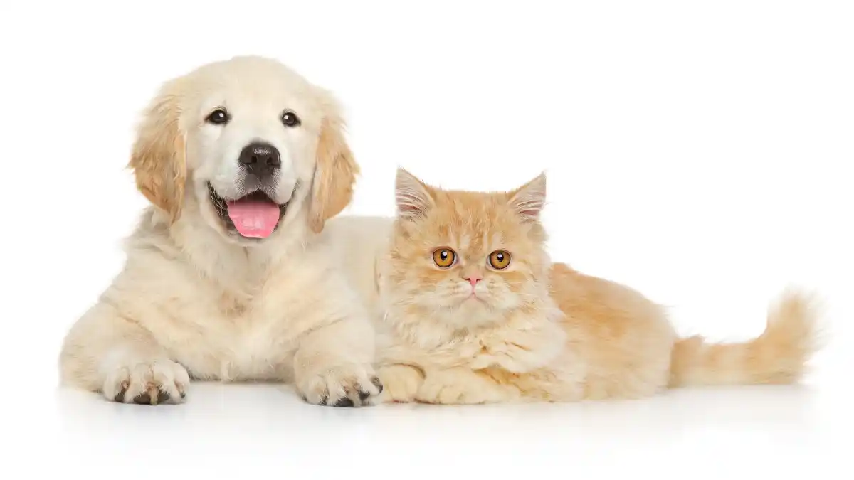 Kedi ve Köpeklerde Aşı Takvimi: Eksiksiz Rehber