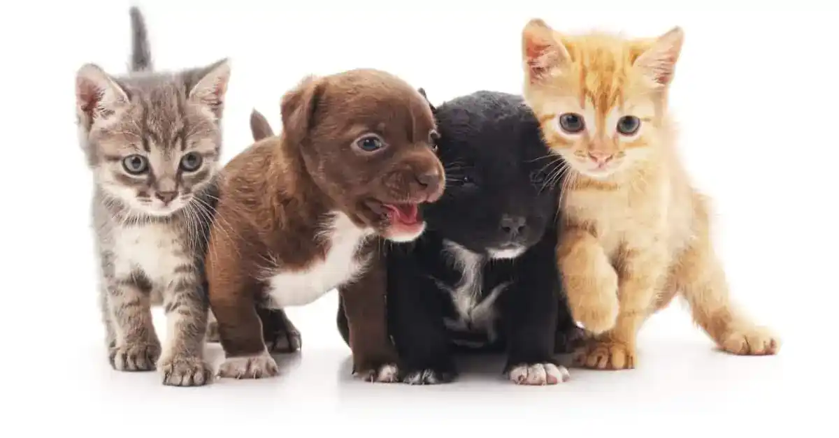 Yavru Kedi veya Köpek Sahiplenirken Dikkat Edilmesi Gereken 8 Nokta