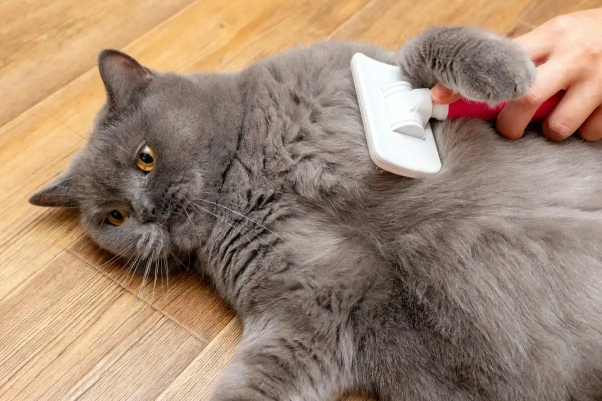 Kedi Tüy Bakımı Rehberi