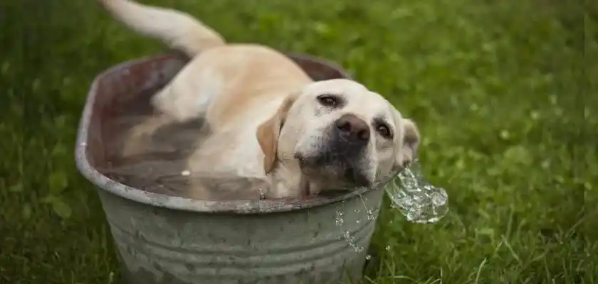 Yaz Sıcaklarında Tehlikeler